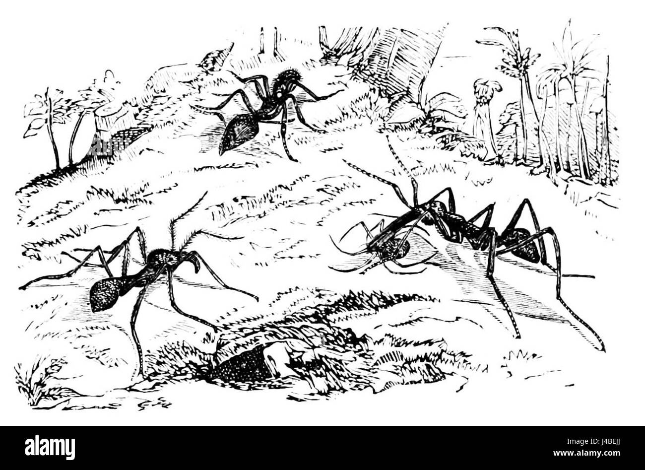 Eine Illustration von Ameisen auf der Suche nach Ameisen aus dem Popular Science Monthly, Band 7, die Ameisen beim Sammeln von Nahrung und ihr organisiertes Verhalten in der Natur darstellt. Stockfoto