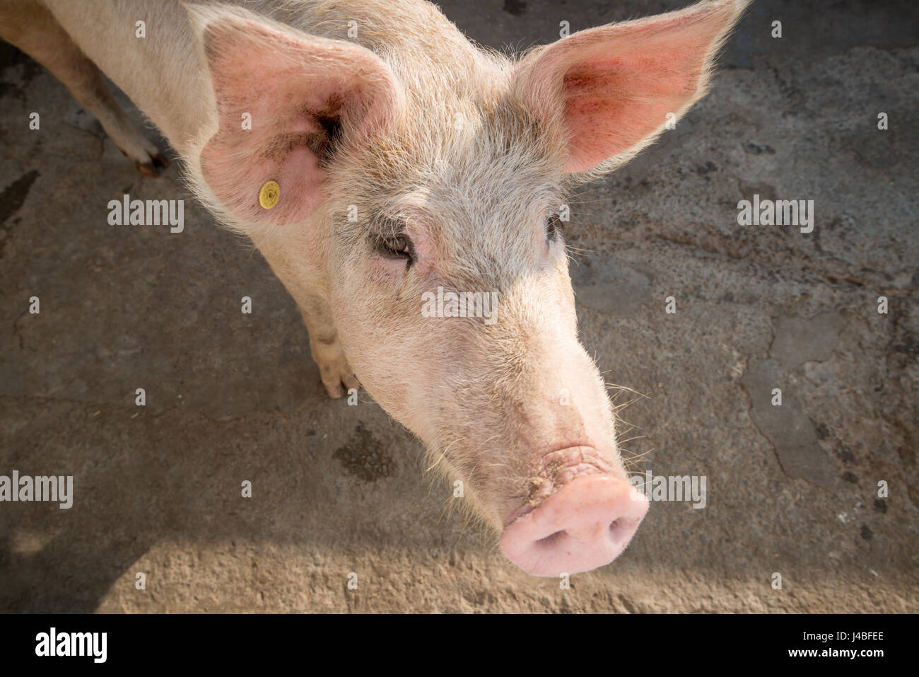 Schweine in einem Stift auf einem Bauernhof in Punjab, Indien. Stockfoto