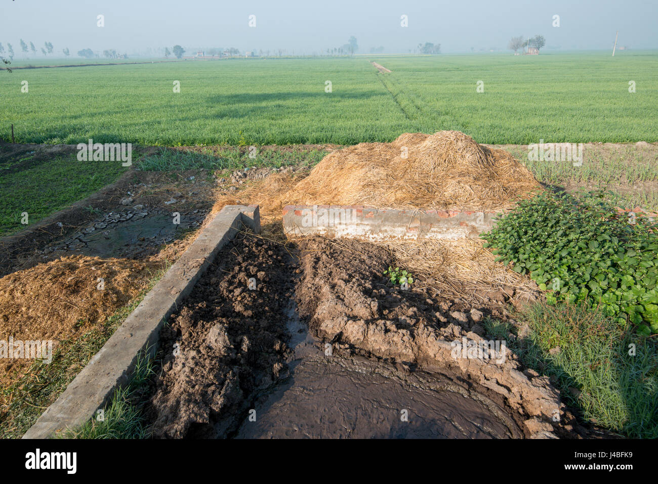 Gülle Grube auf einer Schweinefarm in Punjab, Indien. Stockfoto