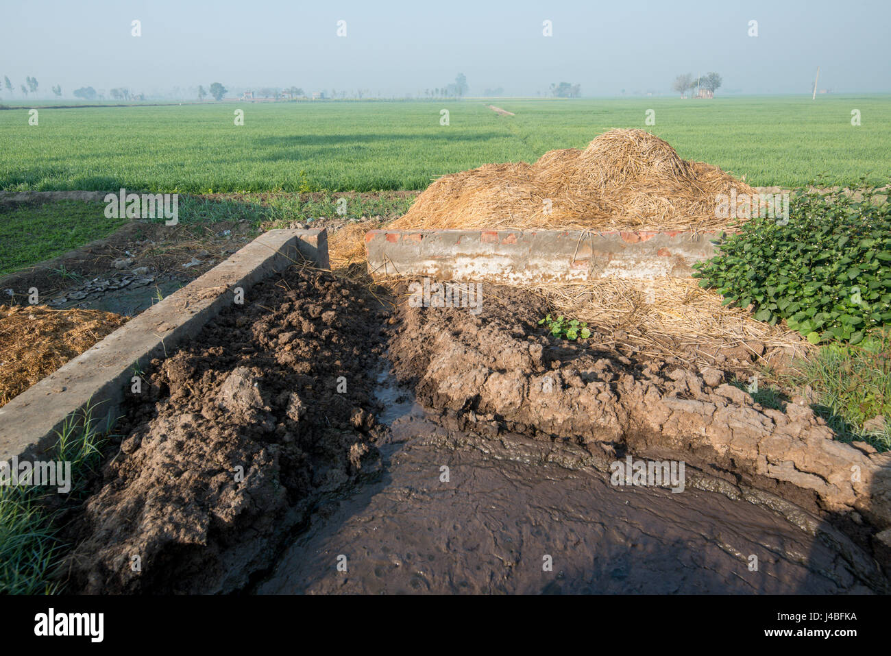Gülle Grube auf einer Schweinefarm in Punjab, Indien. Stockfoto