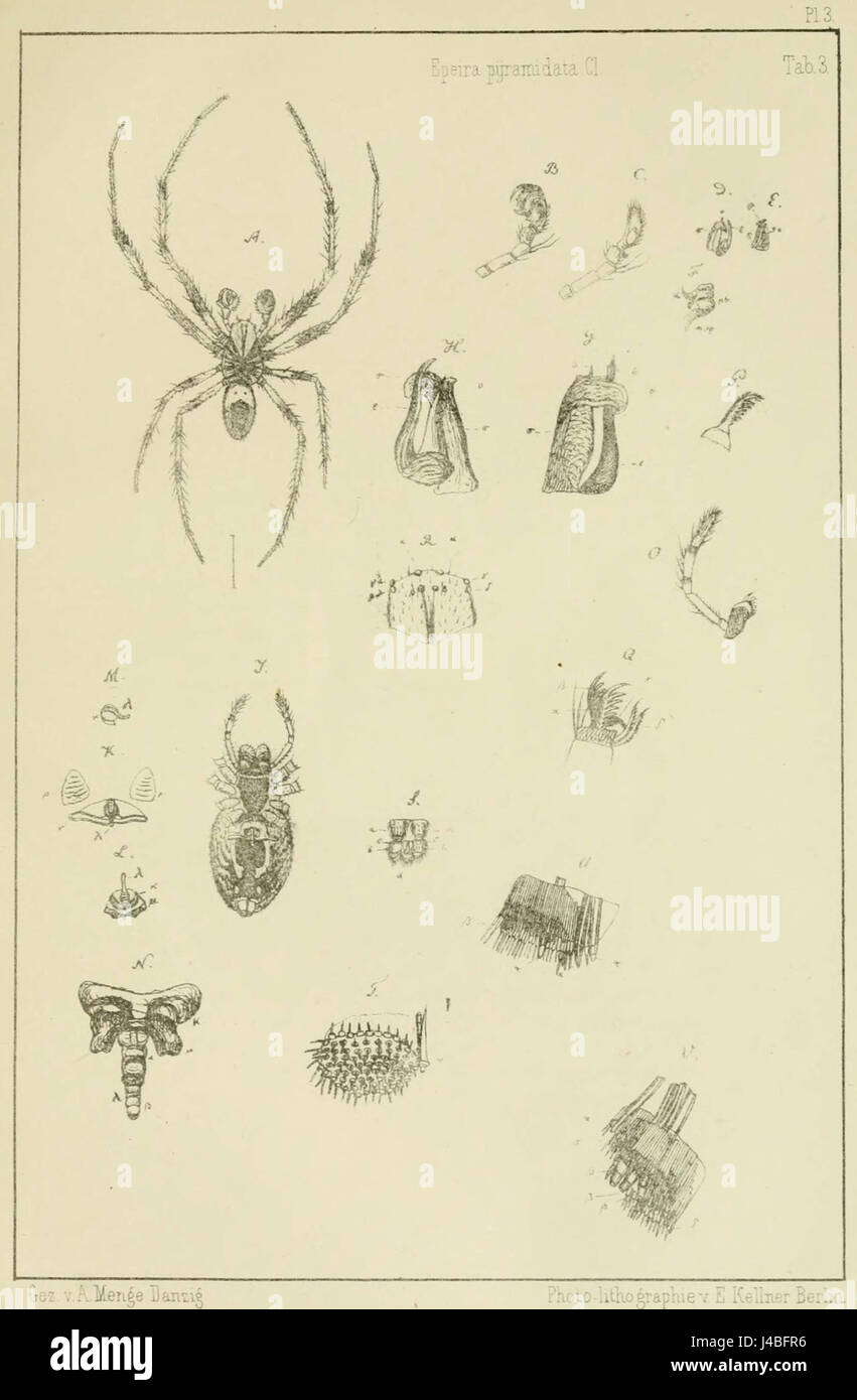 Eine Illustration aus „Preussische Spinnen“ von Anton Menge, die die detaillierte Darstellung von Spinnen zeigt. Diese Illustration ist Teil der wissenschaftlichen Studie über Arachniden. Stockfoto