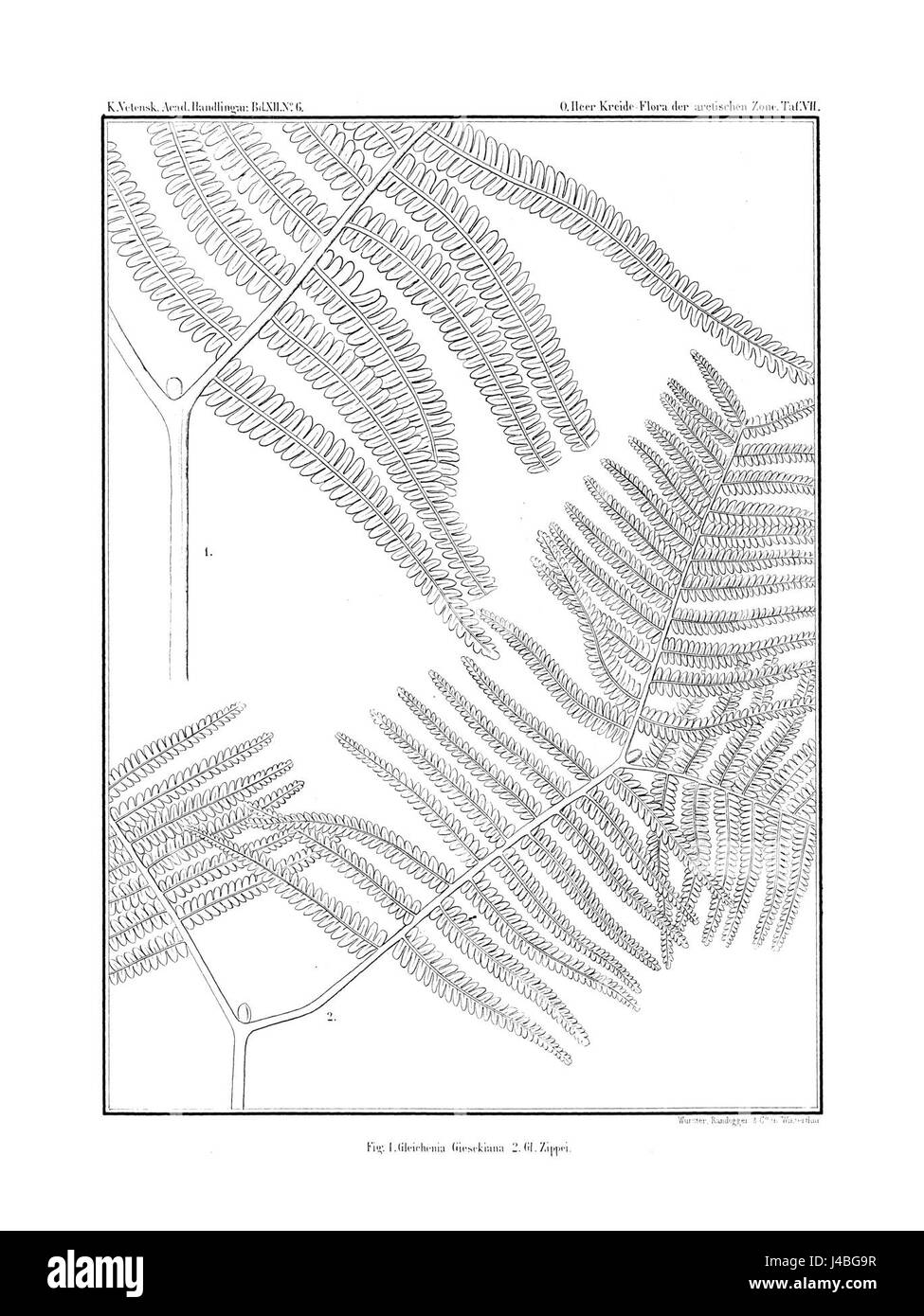 Eine Illustration aus „Polarflora“, Band 3, veröffentlicht im Jahr 1856, zeigt arktische Pflanzenarten, die während Polarexpeditionen entdeckt wurden und zu botanischen Studien des 19. Jahrhunderts beiträgt. Stockfoto