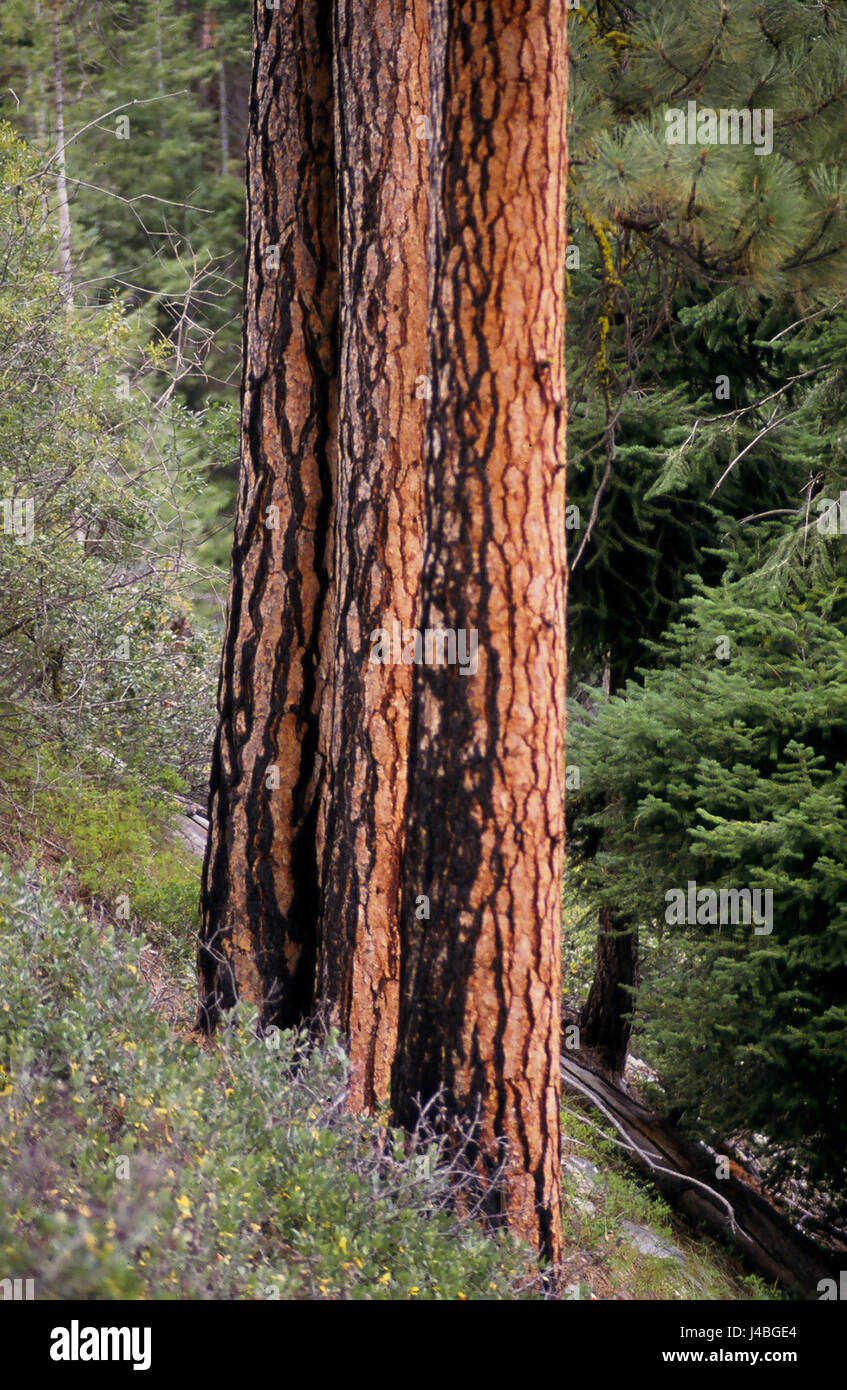 Ahornbaum Blätter Hintergrundbeleuchtung durch das Sonnenlicht. Stockfoto