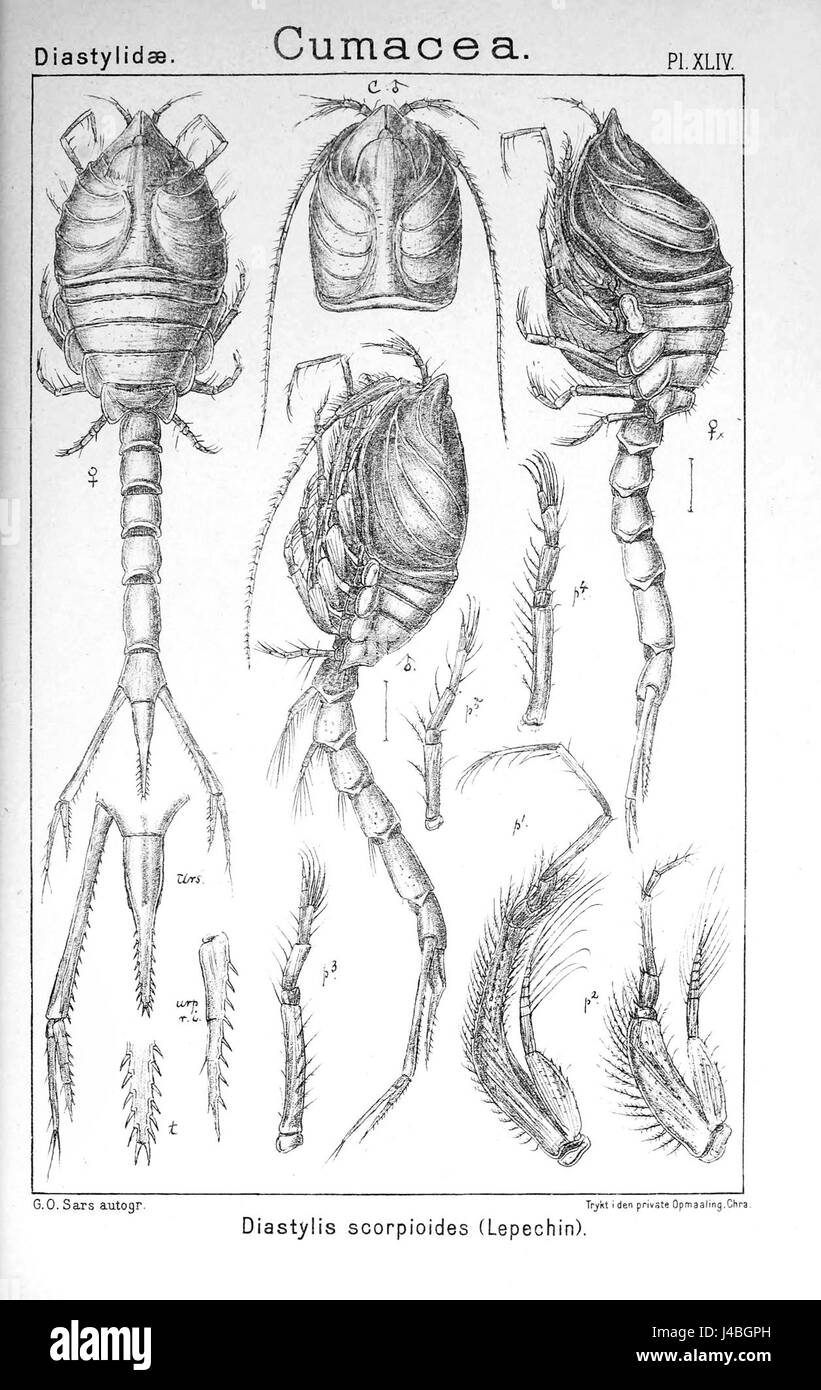 Pl. XLIV Diastylis scorpioides Stockfoto
