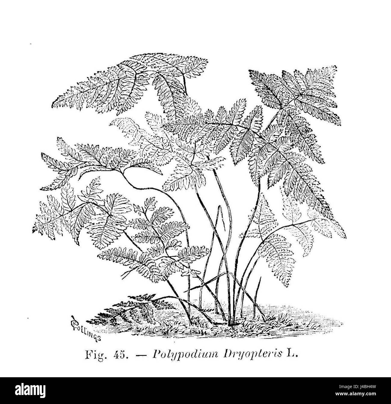 Polypodium Dryopteris (Dessin) Stockfoto