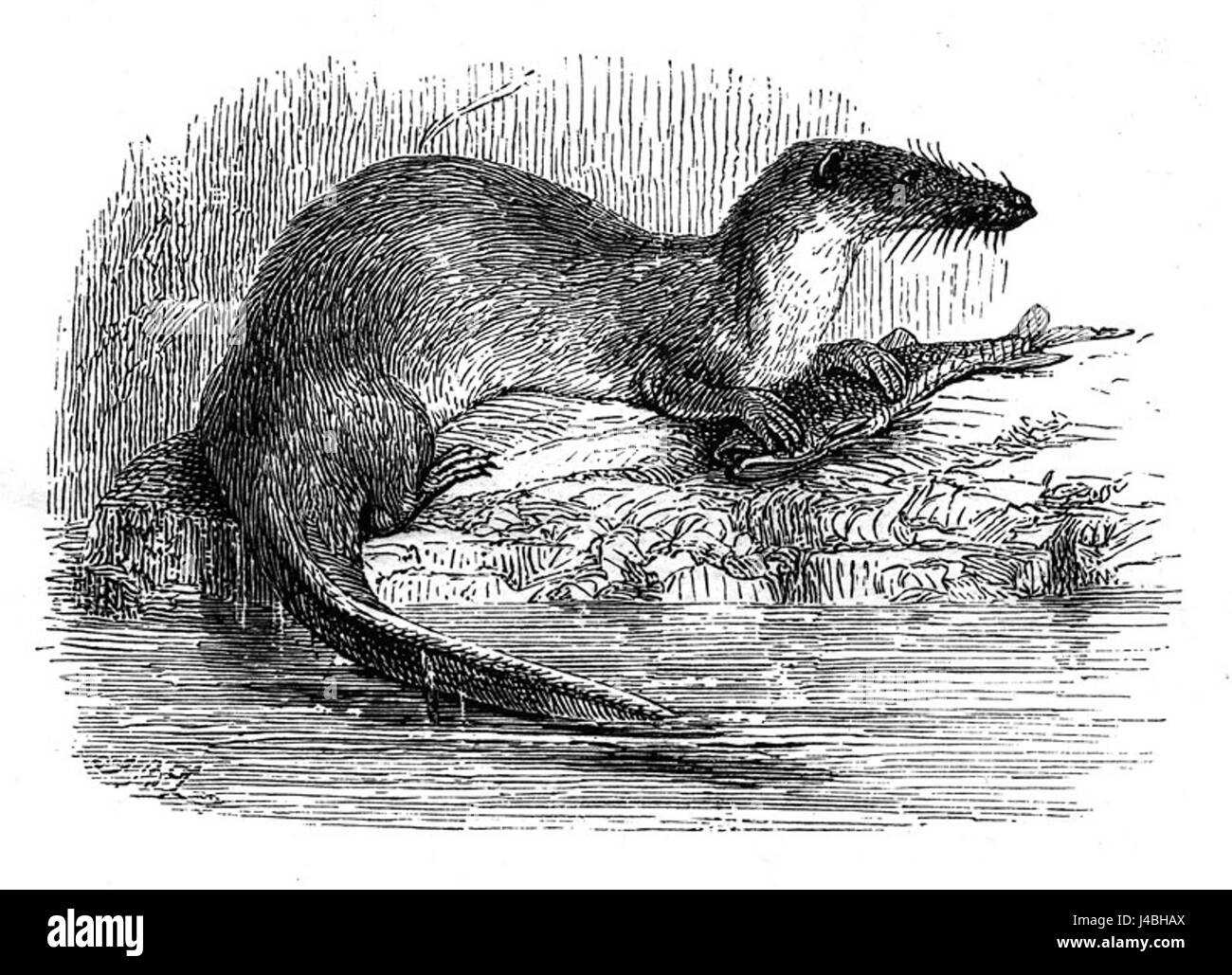 Potamogale chaillu, auch bekannt als afrikanischer Zwergmole, ist ein kleines Säugetier, das in Afrika südlich der Sahara vorkommt. Sie zeichnet sich durch ihre Grabgewohnheiten und spezielle Anpassungen für das Untergrundleben aus. Sein kompakter Körper ermöglicht es ihm, auf der Suche nach Nahrung leicht durch den Boden zu navigieren. Stockfoto