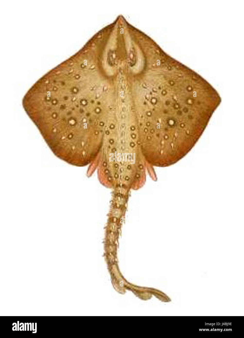 Raja clavata, auch bekannt als Rochenrochen, ist eine Art von Rochenflossen-Fischen, die von Gervais beschrieben wird. Sie kommt in Küstengewässern vor und ist in der Meeresbiologie von Bedeutung. Stockfoto
