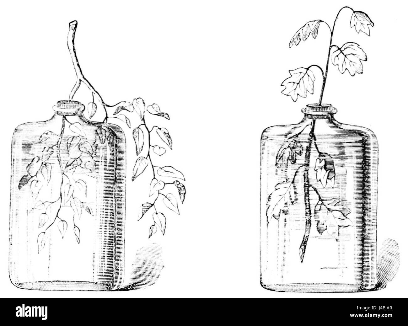 PSM V14 D380 Bedeutung der Stengelblätter Stockfoto