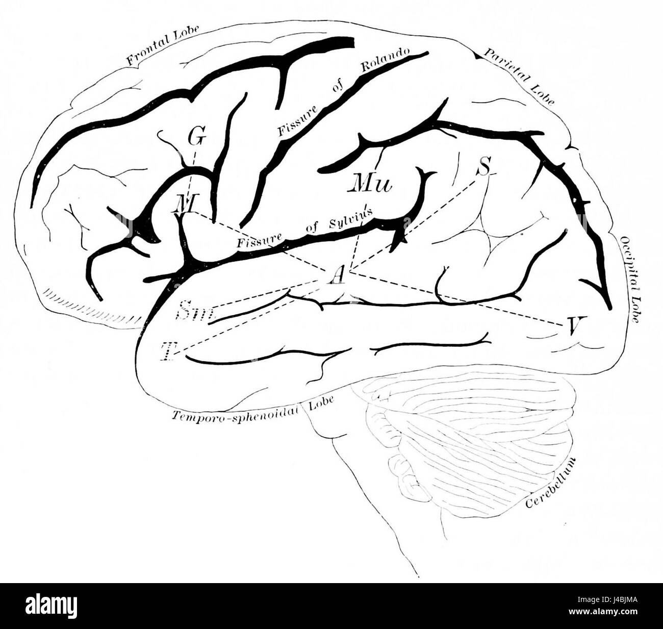 PSM V41 D796 bezieht sich auf ein Bild oder eine Untersuchung der linken Seite des menschlichen Gehirns, oft im Zusammenhang mit neurologischen Forschungen. Es zeigt die komplexen Funktionen der linken Gehirnhälfte, einschließlich Sprache und Logik. Stockfoto