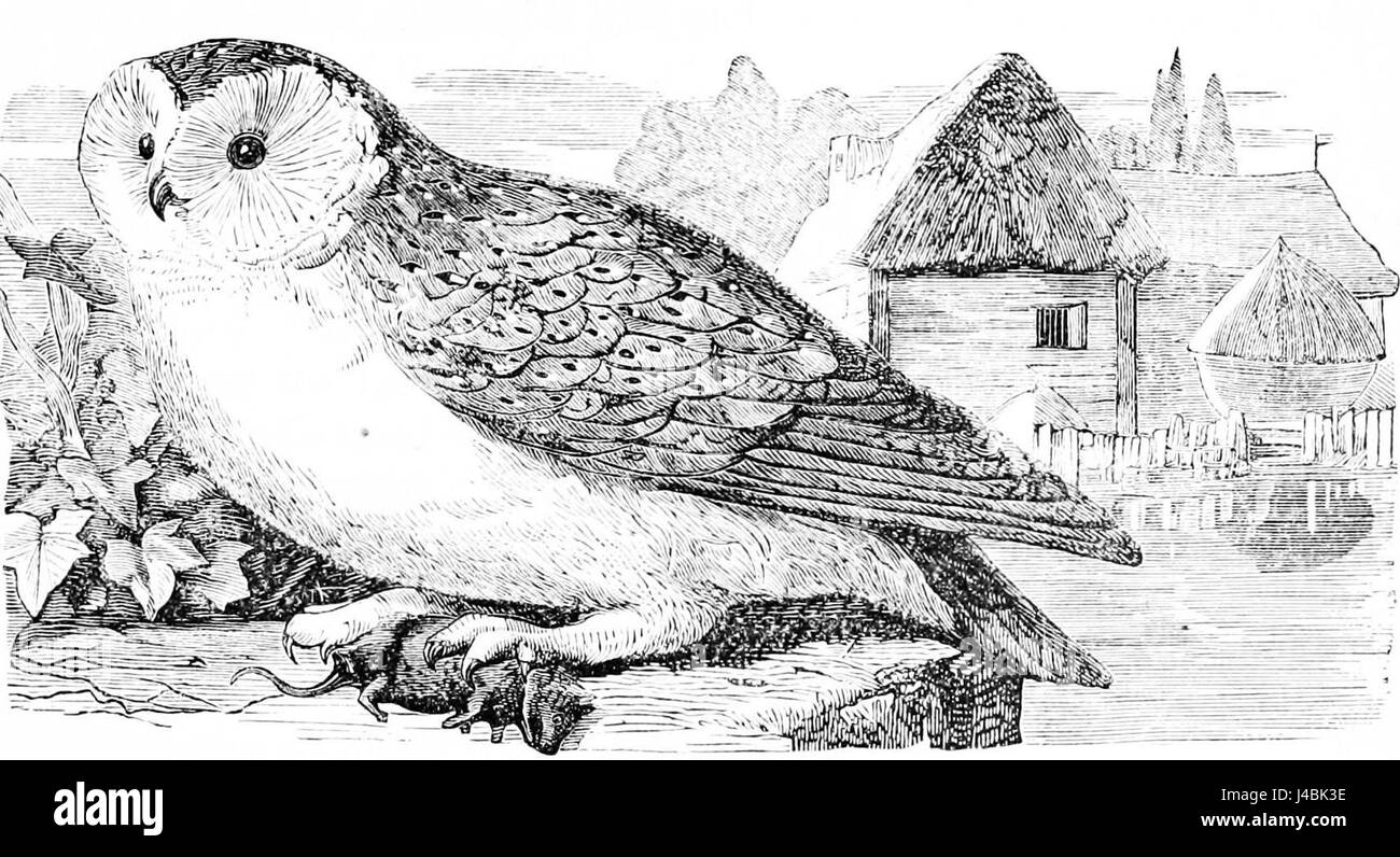 PSM V11 D155 Europäische weiße Eule Stockfoto