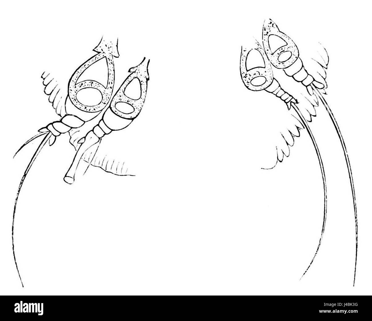 PSM V14 D527 Sarcoptes Scabiei hinteren Beine Stockfoto