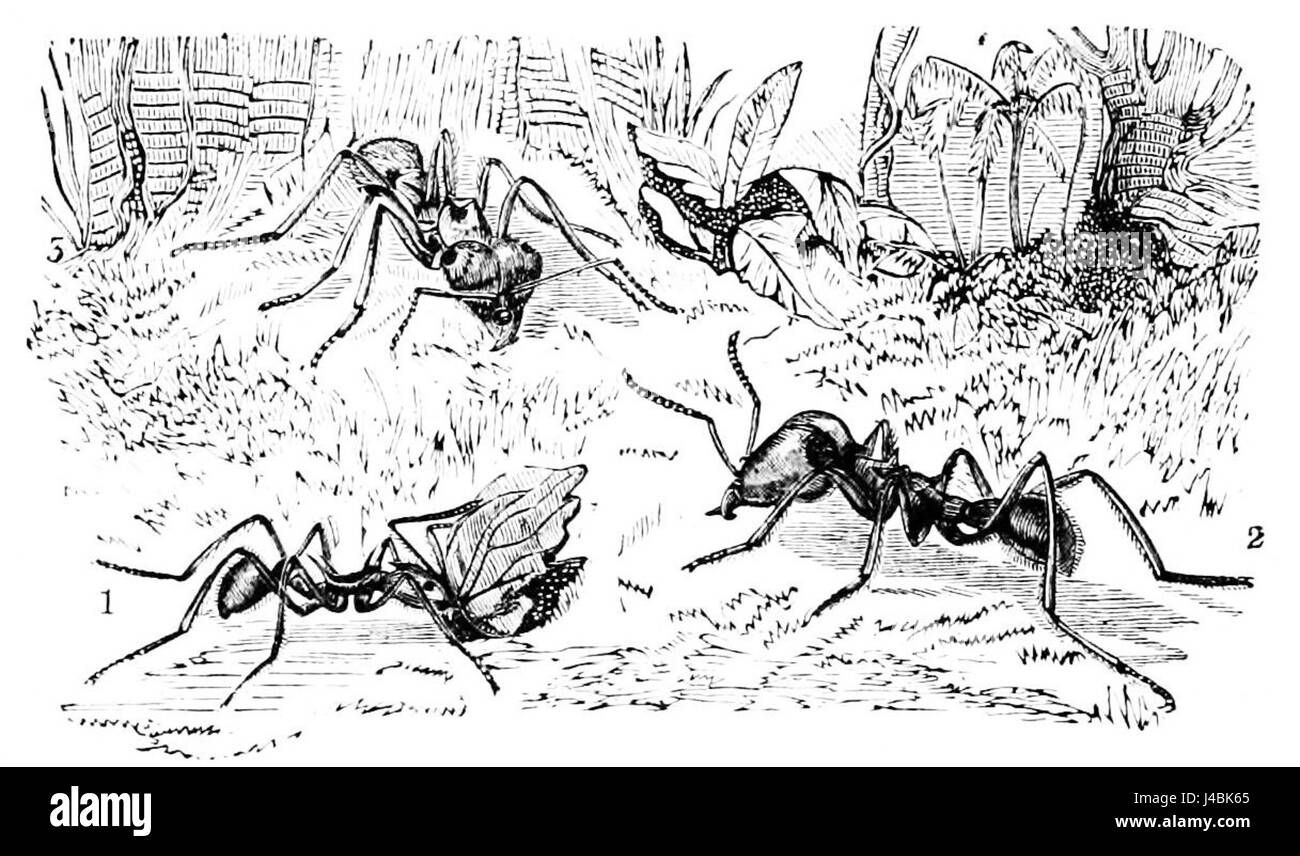 Dieses Bild zeigt Blattschneider Ameisen, eine Spezies, die für ihr bemerkenswertes Verhalten beim Schneiden von Blättern zur Pilzzucht bekannt ist. Das Bild stammt wahrscheinlich aus dem *Popular Science Monthly* und zeigt ihre einzigartige ökologische Rolle und ihr Verhalten. Stockfoto