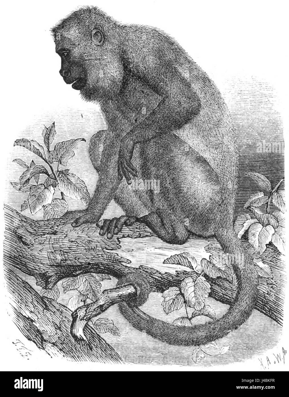 Roter Bruellaffe Zeichnung Stockfoto