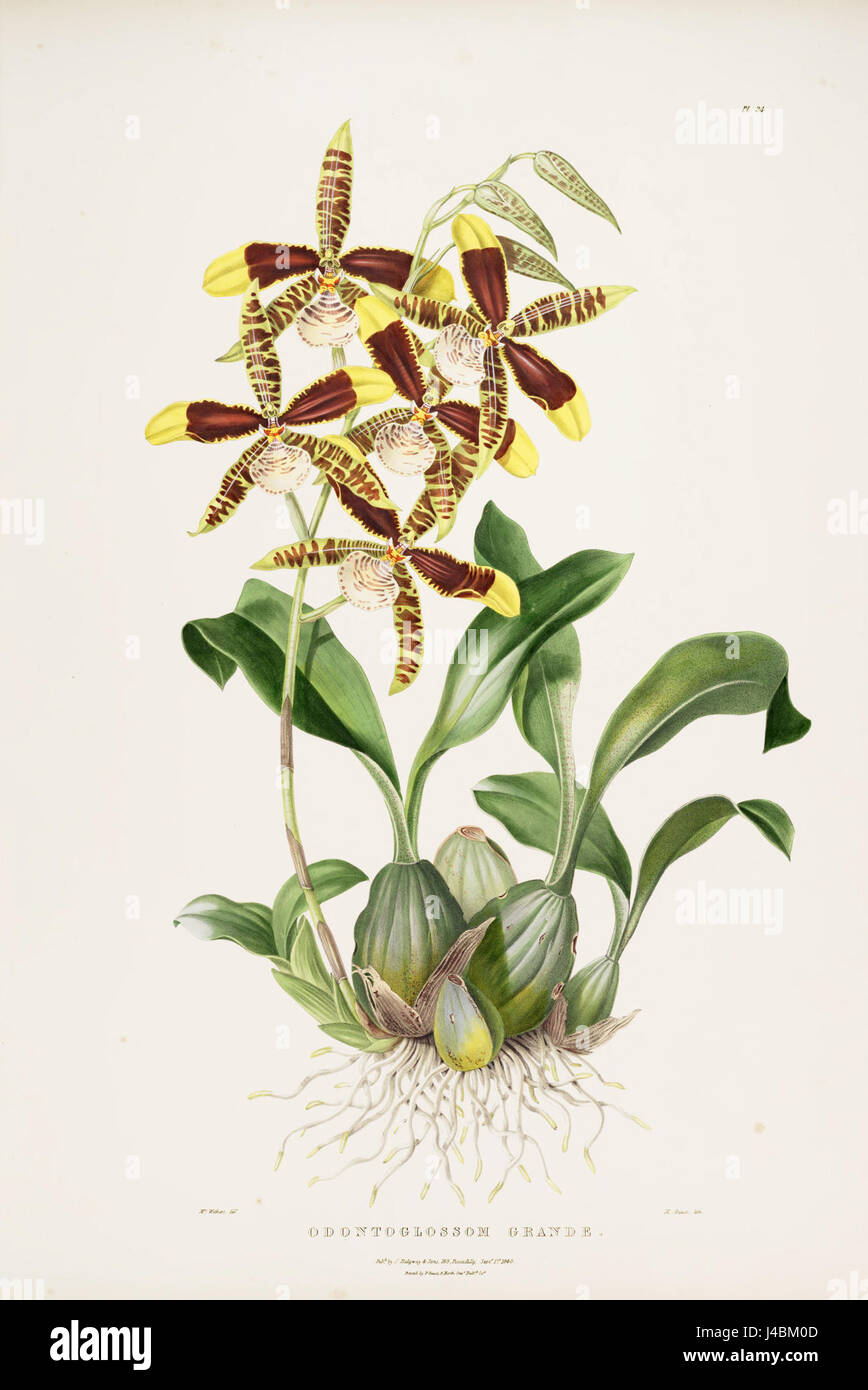 Rossioglossum grande, auch bekannt als Odontoglossum grande, ist eine in Mexiko und Guatemala heimische Orchideenart. Die Illustration von Bateman aus dem Jahr 1840 hebt die komplizierte Struktur und Bedeutung des plantâ in den botanischen Studien hervor. Stockfoto