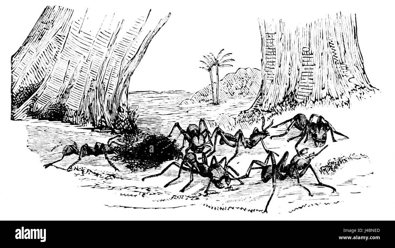 PSM V07 D280 Nahrungssuche Ameisen Stockfoto