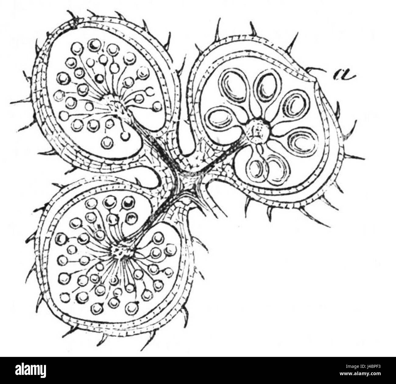 PSM V25 D176 die getrennte männliche und weibliche Rhizocarpeae Sporen Stockfoto