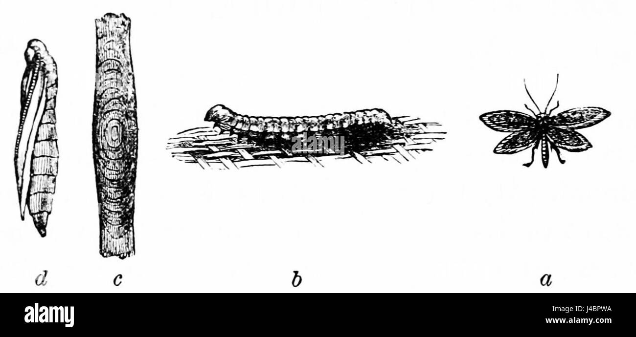 PSM V37 D348 Kleidung Motte Stockfoto