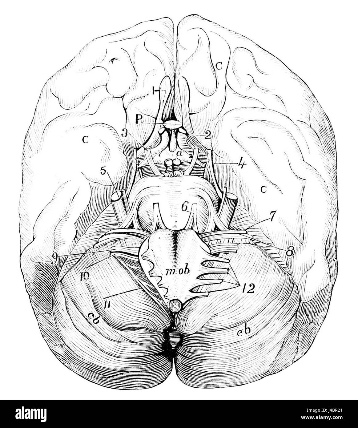 Diese Abbildung aus „PSM V14 D499“ zeigt die Basis des menschlichen Gehirns und hebt dessen anatomische Struktur hervor. Das Bild bietet einen Einblick in das zentrale Nervensystem und die funktionellen Bereiche des Gehirns. Stockfoto
