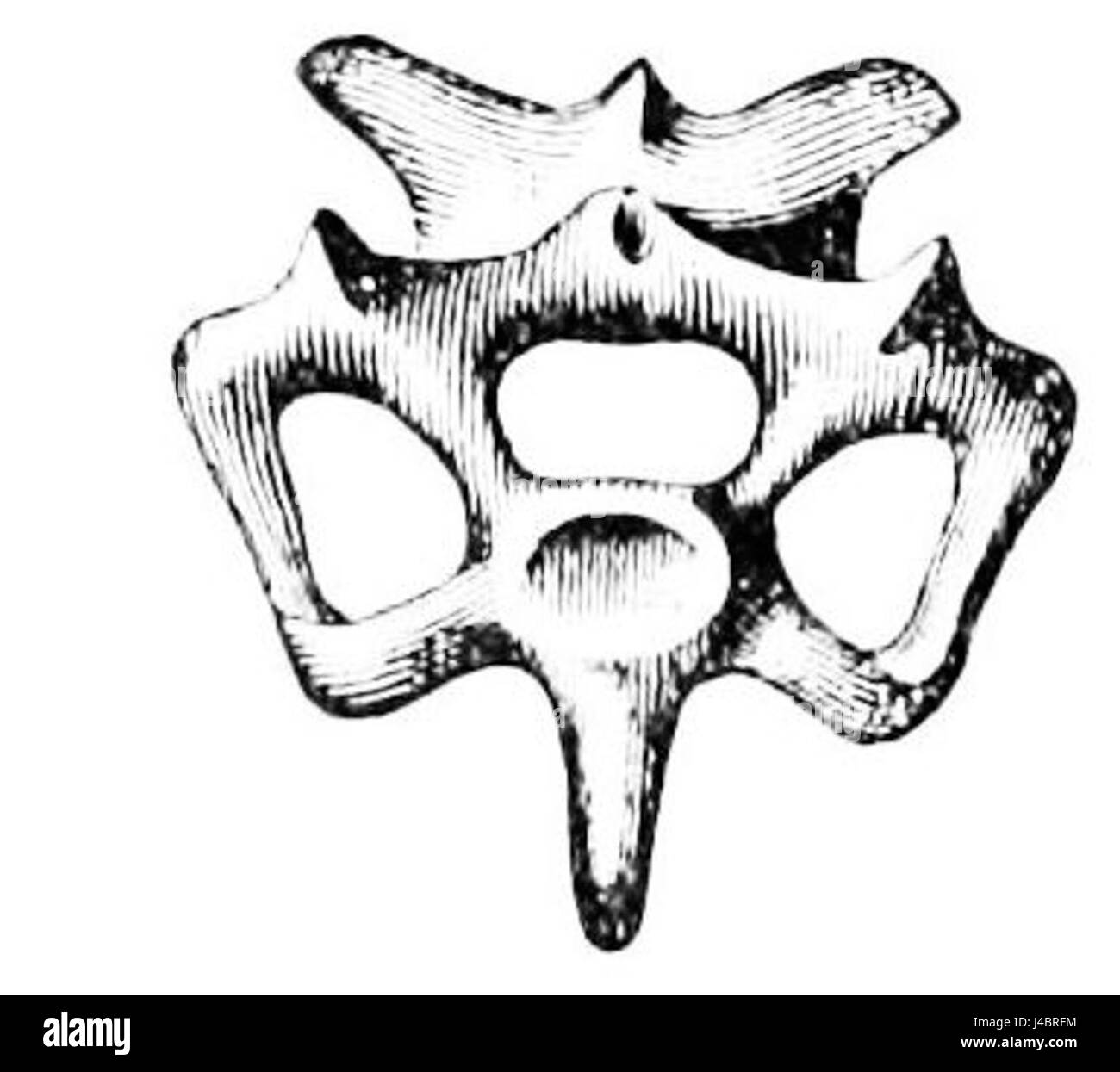 Diese Abbildung aus „PSM V36 D401“ zeigt den Halswirbel von *Ichthyornis dispar*, einer ausgestorbenen Vogelart aus der Kreidezeit. Sie ist für das Verständnis der Evolution von Vögeln von Bedeutung, insbesondere im Zusammenhang mit ihrem Übergang von Dinosauriern. Stockfoto