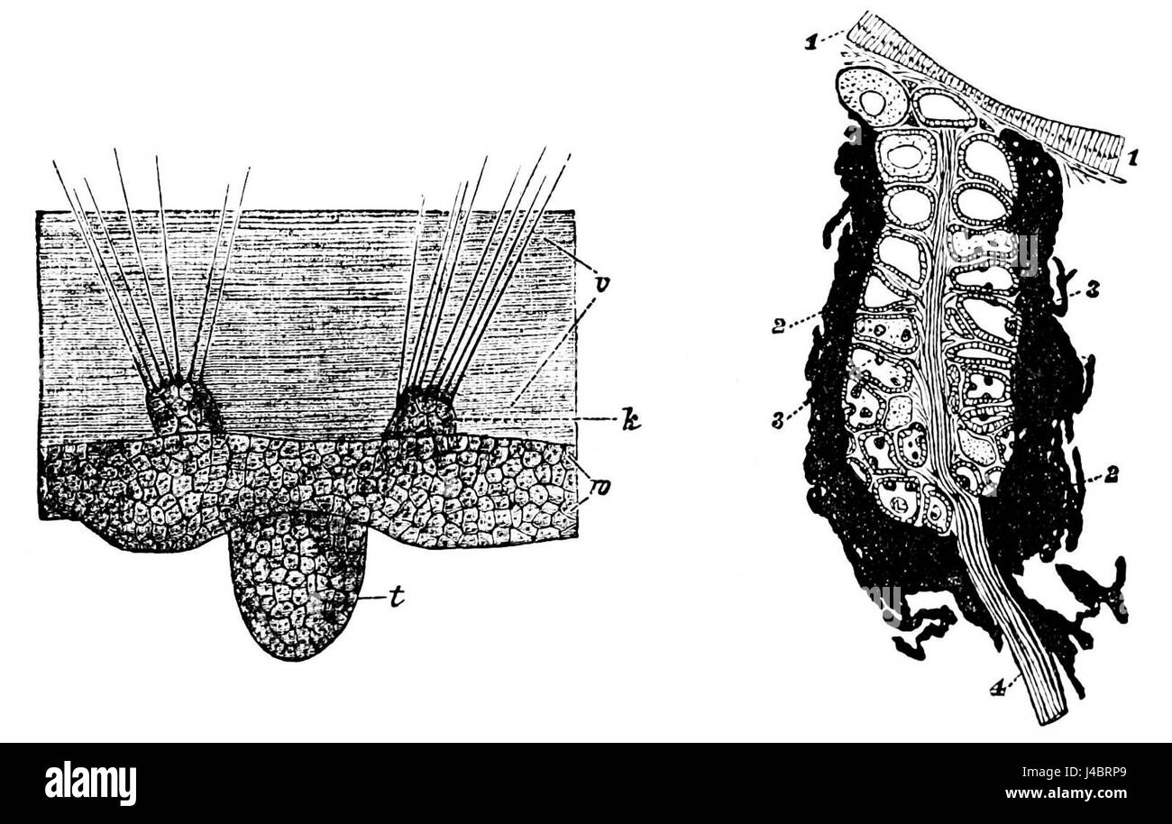 Die Abbildung in „PSM V34 D115“ zeigt die Sinnesorgane des Hemistoms Aglaura, einer Art Qualle und eines Blutegels. Diese Studie hebt die anatomische Struktur und die sensorischen Mechanismen dieser Wirbellosen hervor und hilft dabei, ihr Verhalten und ihre Wechselwirkungen mit der Umwelt zu verstehen. Stockfoto