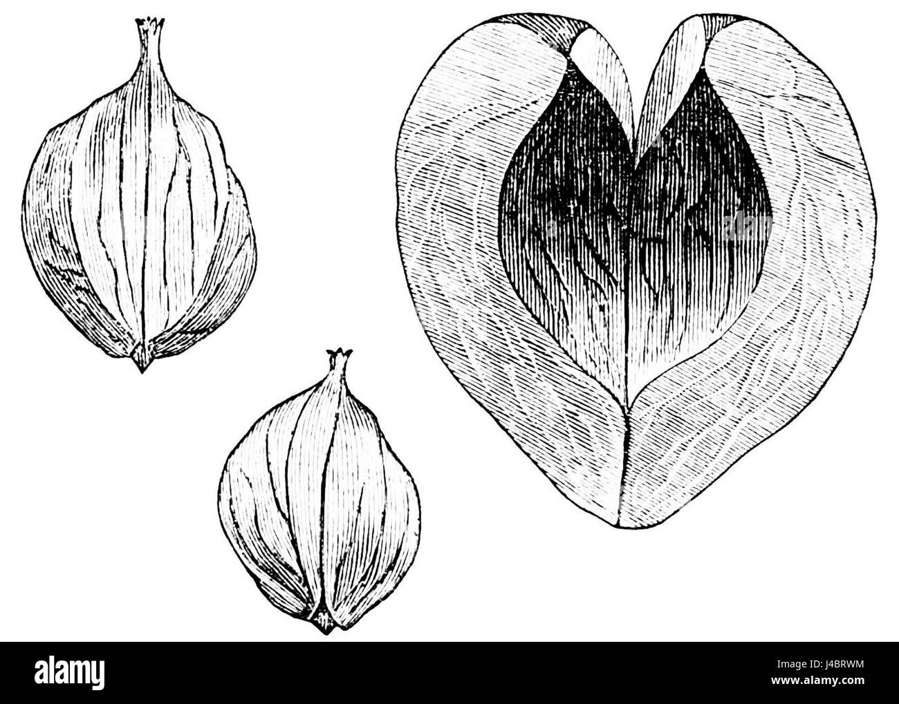 PSM V30 D083 White Shell Rinde Carya Alba Stockfoto
