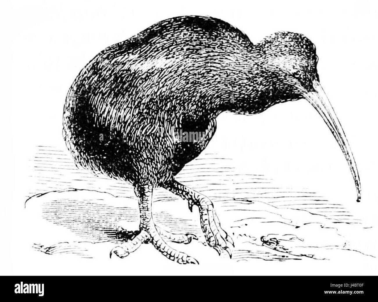 PSM V15 D031 Kiwi-Vogel Stockfoto