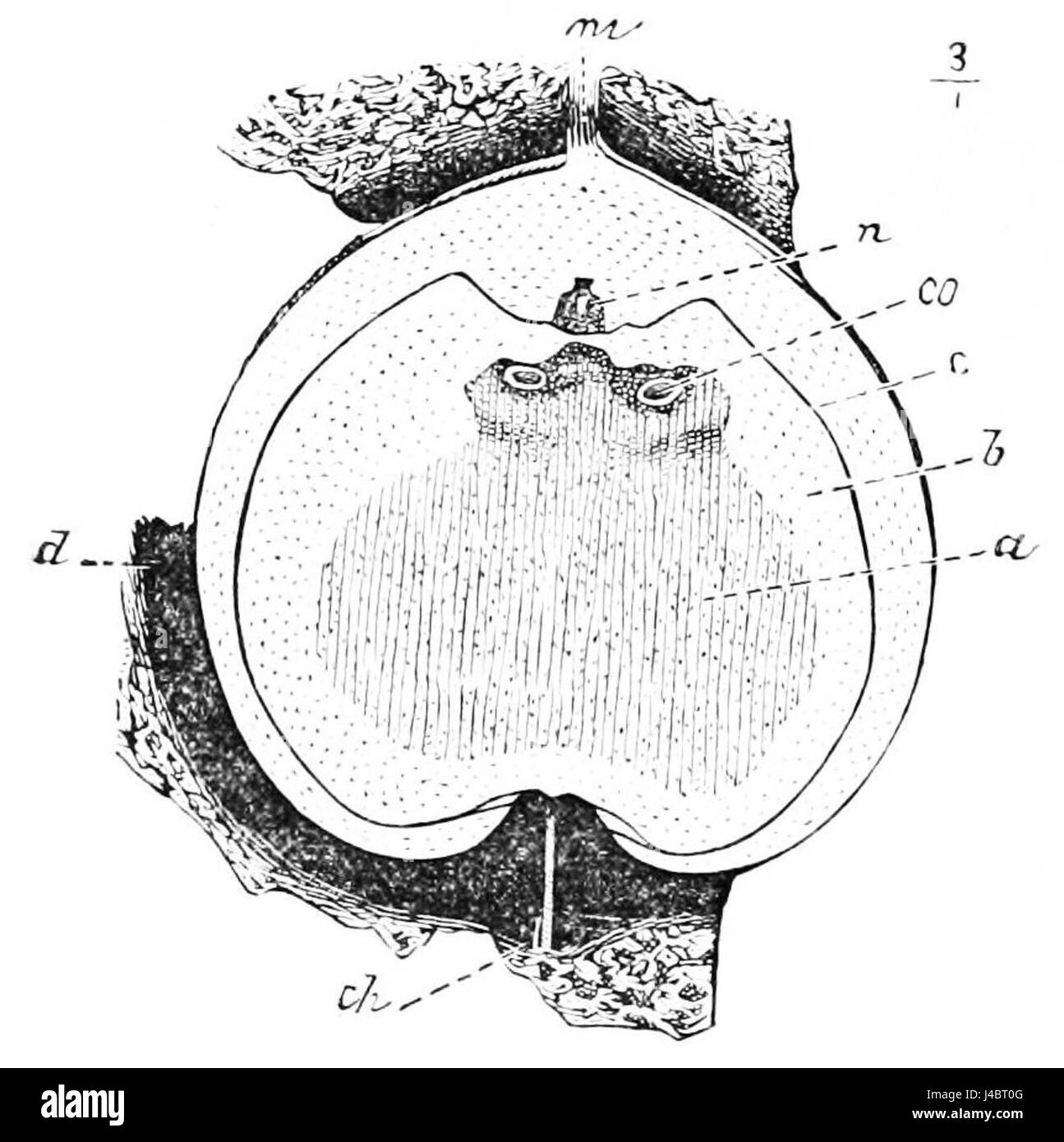 Dieses Bild zeigt Cardiocarpus sclerotesta, eine Pflanzenart, die im Popular Science Monthly (PSM) Band 20, D802, dokumentiert ist. Die Art ist aufgrund ihrer einzigartigen Eigenschaften und ihrer ökologischen Rolle von Interesse. Stockfoto