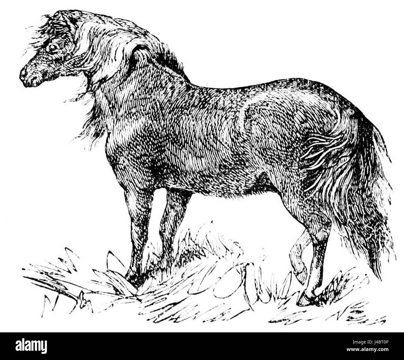 Das PSM V38 D555 zeigt ein Shetland-Pony, eine Rasse, die für ihre kleine Größe, ihre Härte und ihre historische Verwendung in Landwirtschaft und Transport bekannt ist. Diese Ponys stammen von den Shetland-Inseln und sind für raue Klimazonen gut geeignet und seit Jahrhunderten integraler Bestandteil des ländlichen Lebens. Stockfoto
