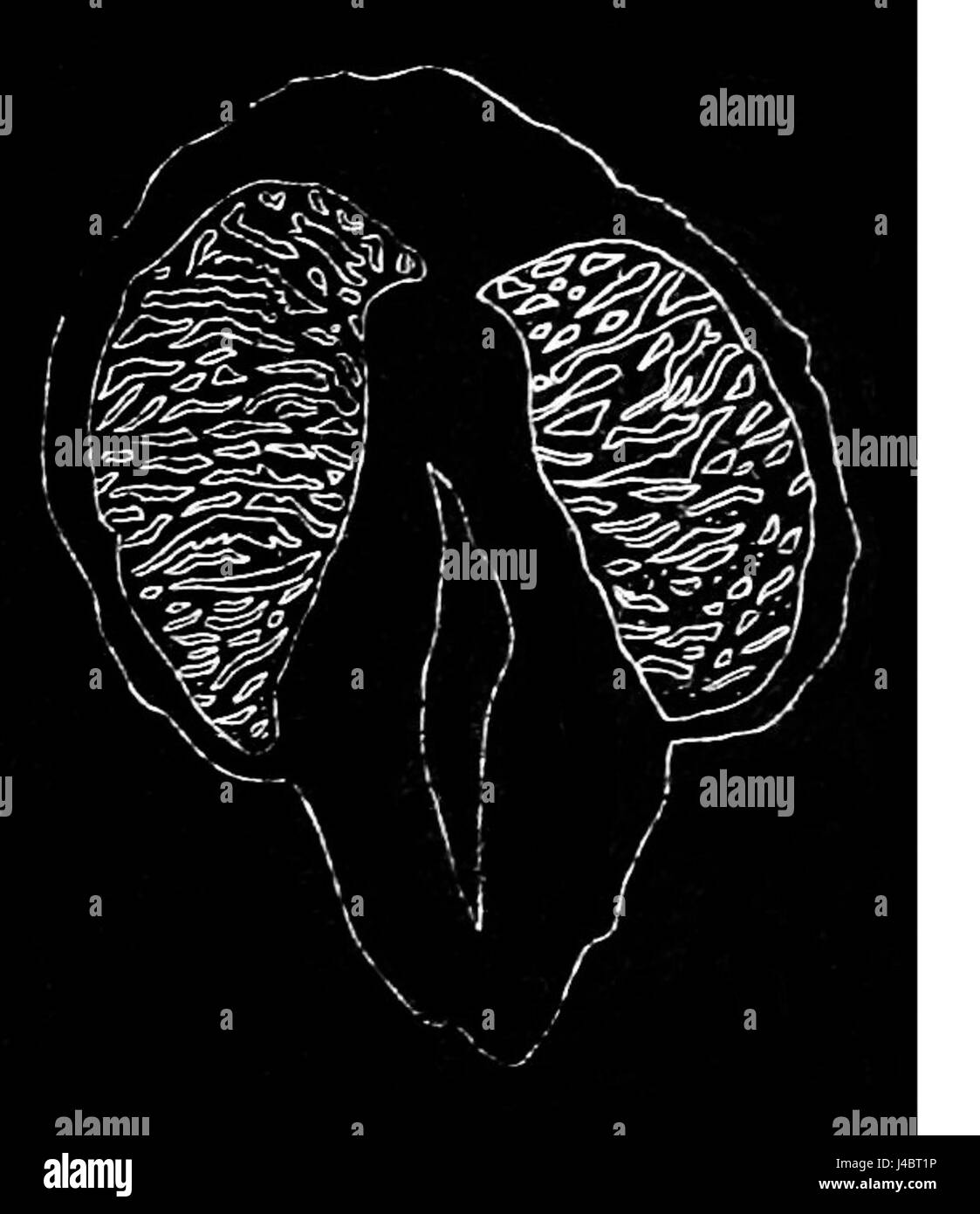 PSM V35 D206 Secolium warnei Stockfoto
