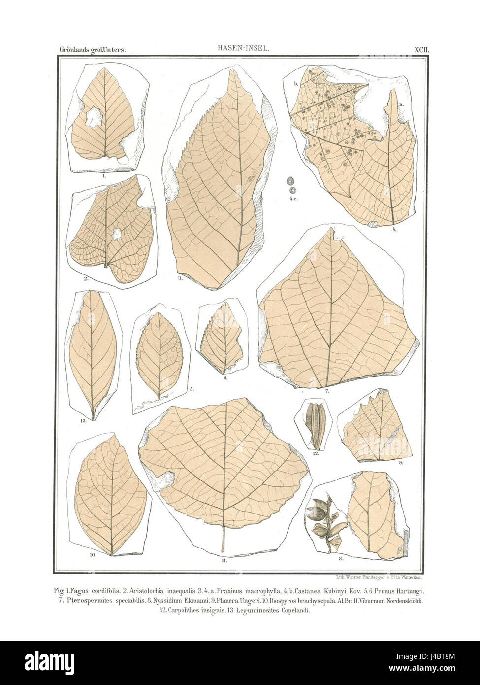 Ein botanischer Datensatz mit dem Titel Polarflora 7 373, der sich möglicherweise auf eine Pflanzen- oder Pflanzensammlung aus Polarregionen bezieht und einzigartige Pflanzenarten in extremen Klimazonen katalogisiert. Stockfoto