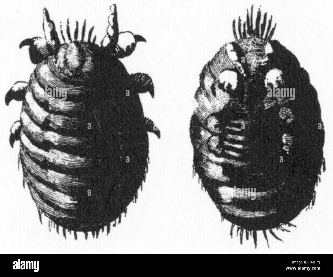 Polnische Cochenille closeup Stockfoto