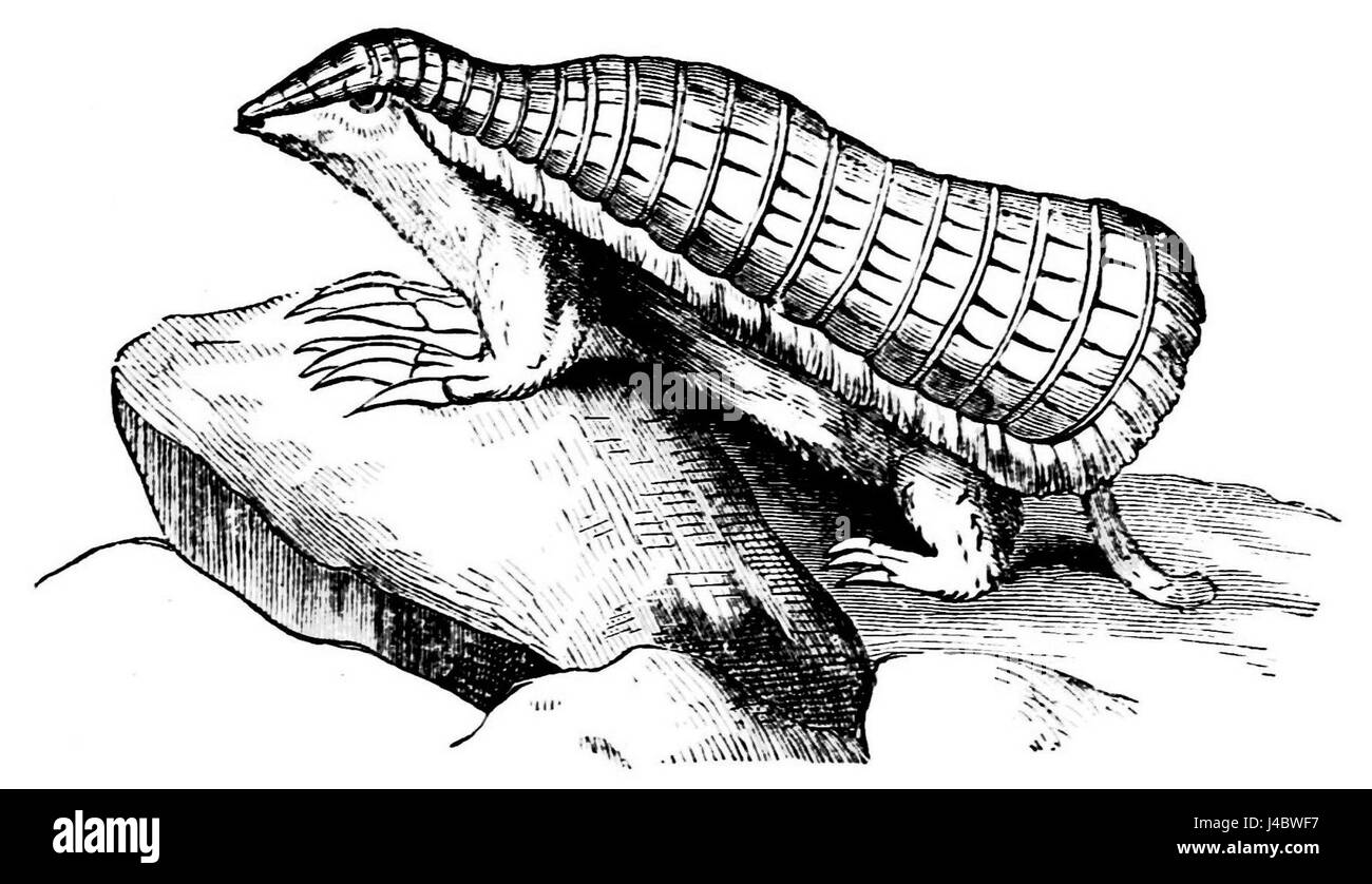 PSM V21 D613 Armadillo Chlamyphorus truncatus Stockfoto