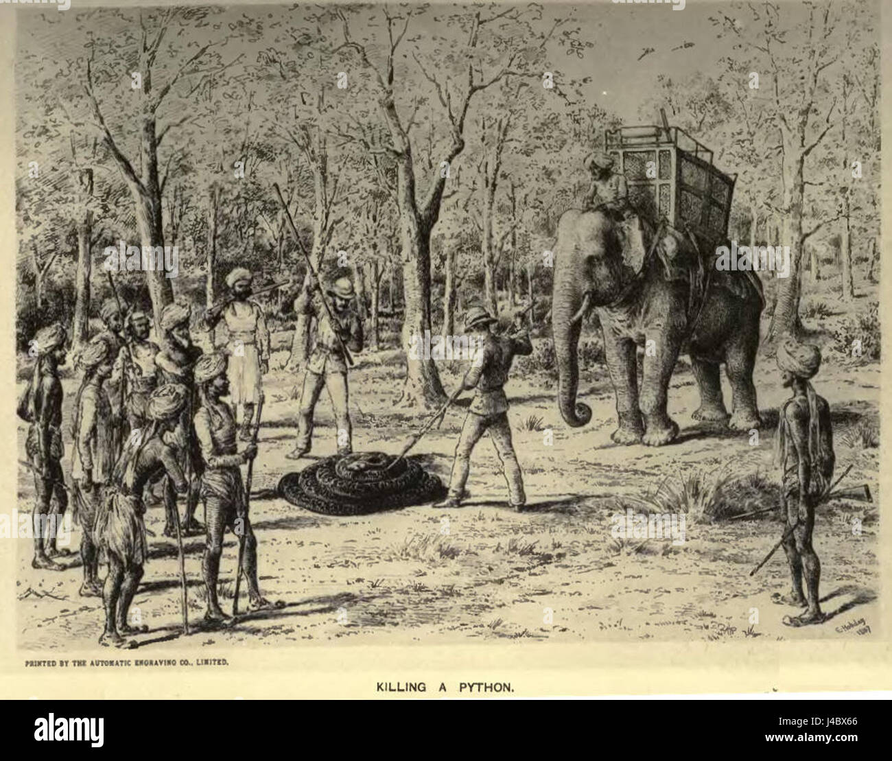 Python Hunting, eine Praxis zur Kontrolle der invasiven burmesischen Pythonpopulation in den Florida Everglades, zielt darauf ab, das Ökosystem und die einheimische Tierwelt vor den zerstörerischen Auswirkungen der Art zu schützen. Stockfoto