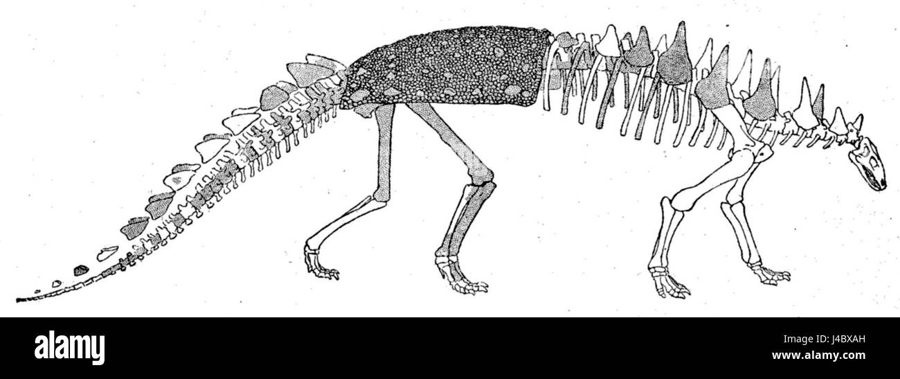 Das Polacanthus-Skelett ist ein gut erhaltenes Fossil eines Dinosauriers aus der Kreidezeit, das wichtige Einblicke in die physische Struktur und die Gewohnheiten dieses gepanzerten Pflanzenfressers bietet. Stockfoto