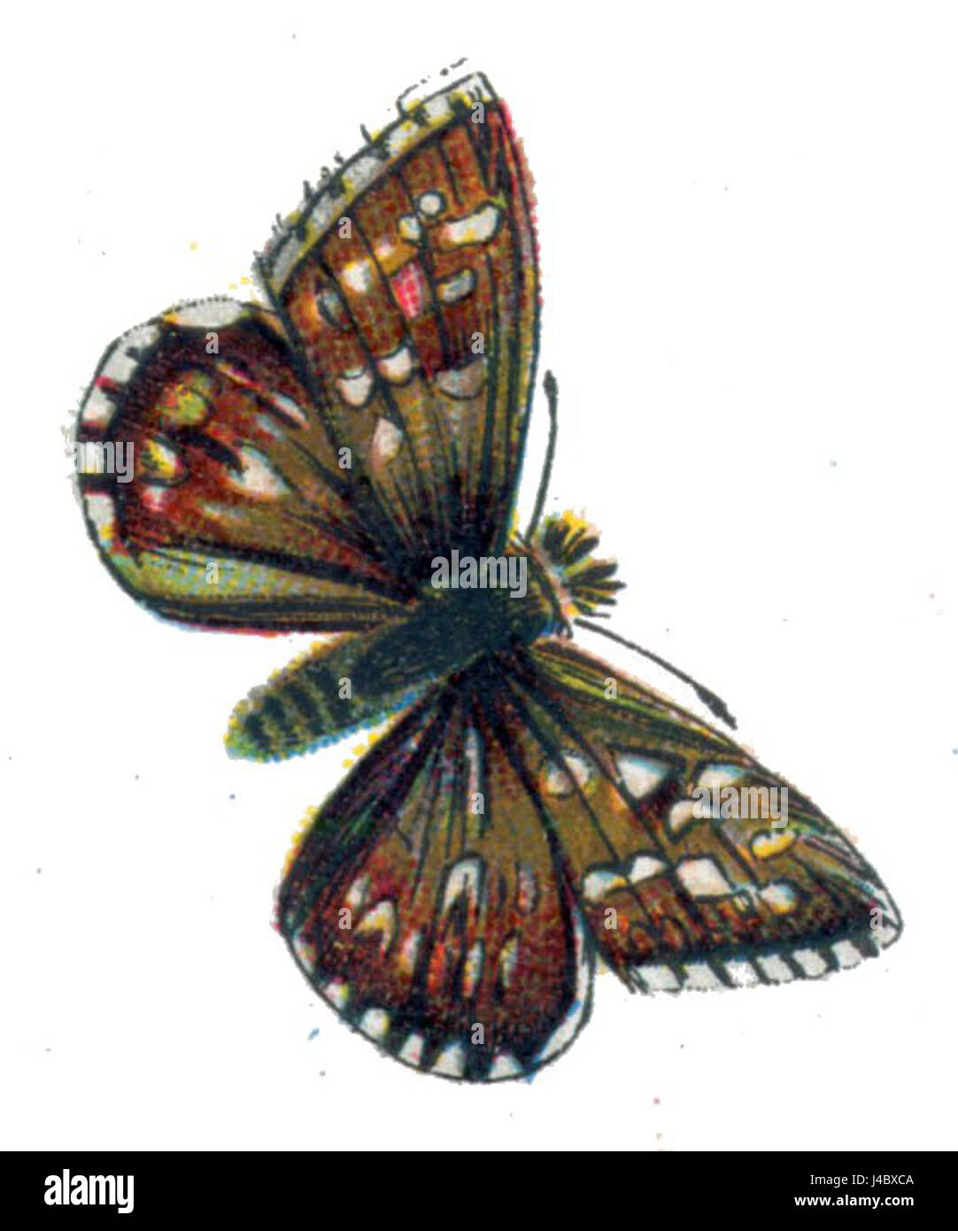 Pyrgus malvae, auch bekannt als Grizzled Skipper, ist eine Schmetterlingsart in Europa und Teilen Asiens. Es ist bekannt für sein unverwechselbares Aussehen mit dunklen Flügeln mit hellen Mustern. Der Schmetterling besiedelt Grasland und offene Waldgebiete, wo er sich von verschiedenen Pflanzen ernährt, insbesondere von Mitgliedern der Familie der Kochbananen. Stockfoto