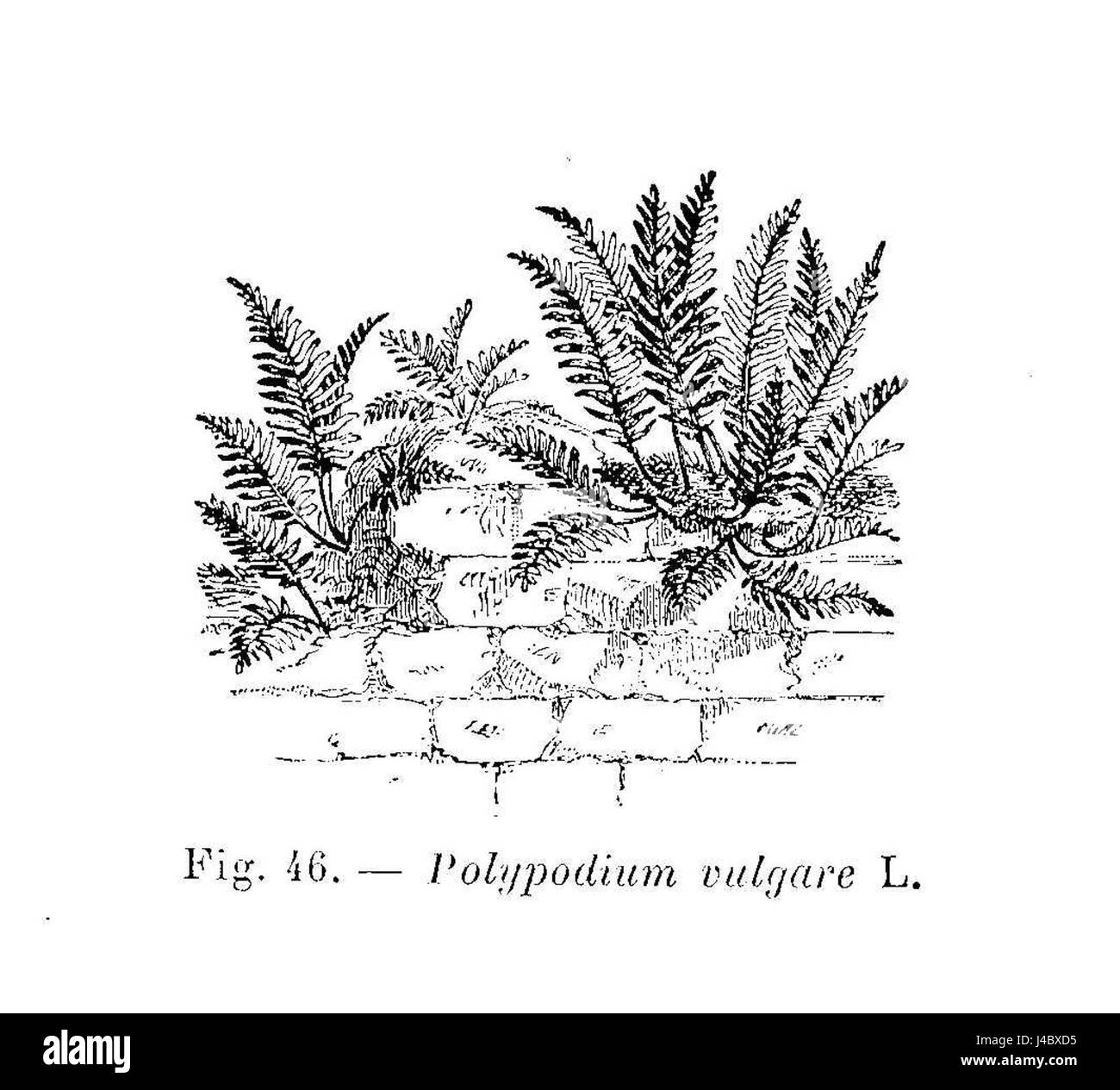 Polypodium vulgare ist eine Farnart, die in einer detaillierten Zeichnung dargestellt wird, die ihre botanischen Merkmale zeigt und oft auf ihre ökologische Bedeutung und ihre medizinischen Eigenschaften untersucht wird. Stockfoto
