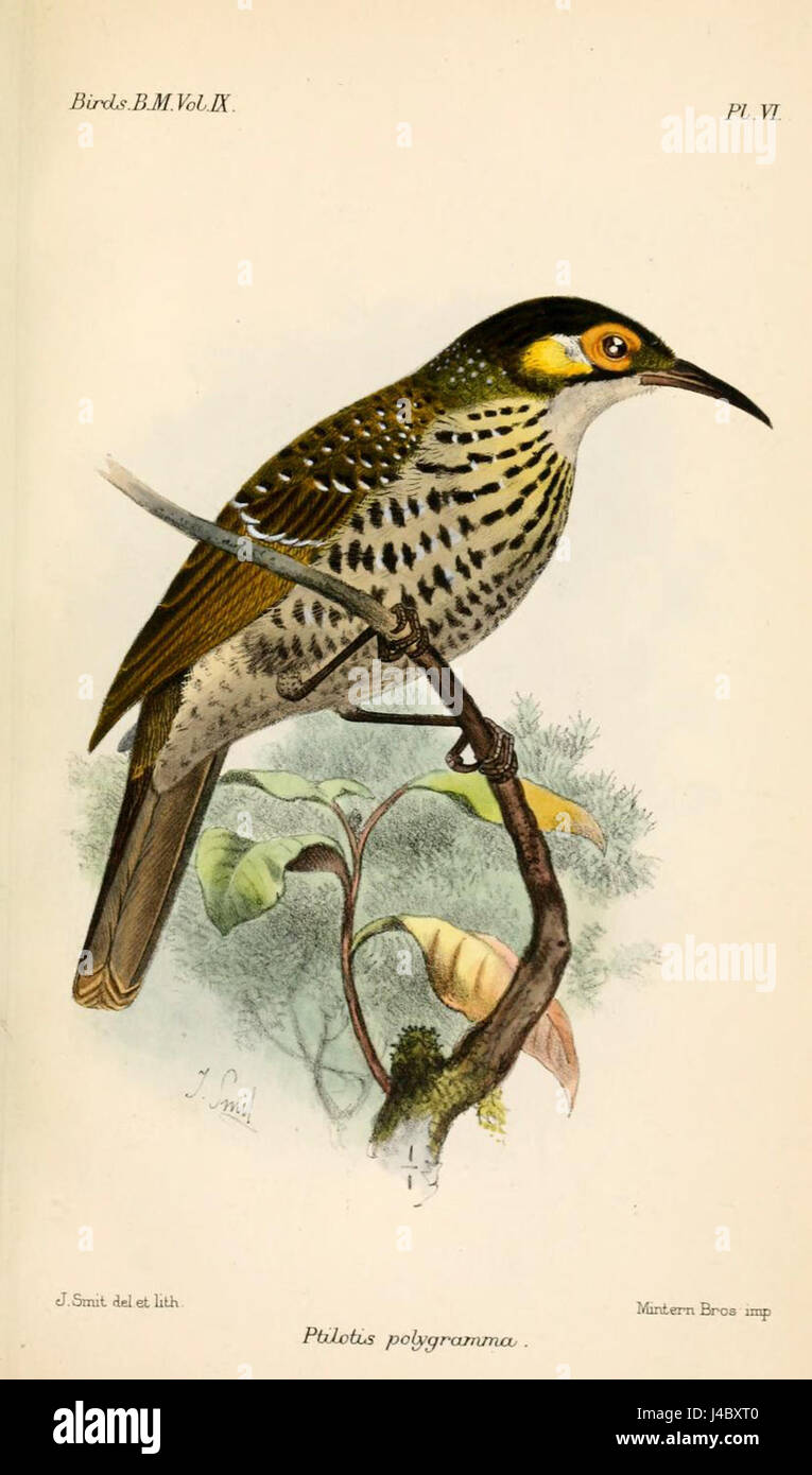 PtilotisPolygrammaSmit Stockfoto