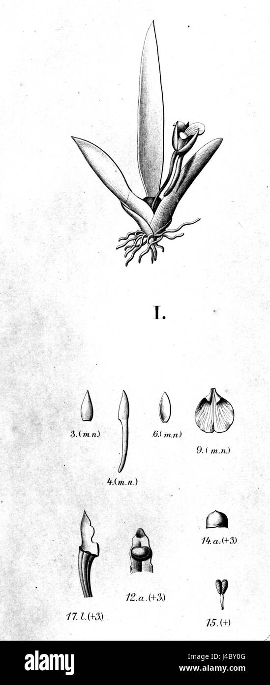 Abbildung oder Ausschnitt von *Plectrophora cultrifolia*, einer Pflanzenart aus *Flora brasiliensis*, die die botanischen Details dieser besonderen Art in Brasilien darstellt. Stockfoto