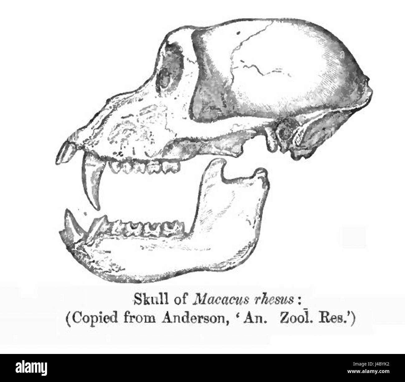 Der Rhesus Skull Blanford bezieht sich auf die Untersuchung des Rhesus-Makaken-Schädels durch den Naturforscher William Blanford. Seine Forschung trug zum Verständnis der Primatenanatomie und ihrer Bedeutung für biologische Studien bei. Stockfoto