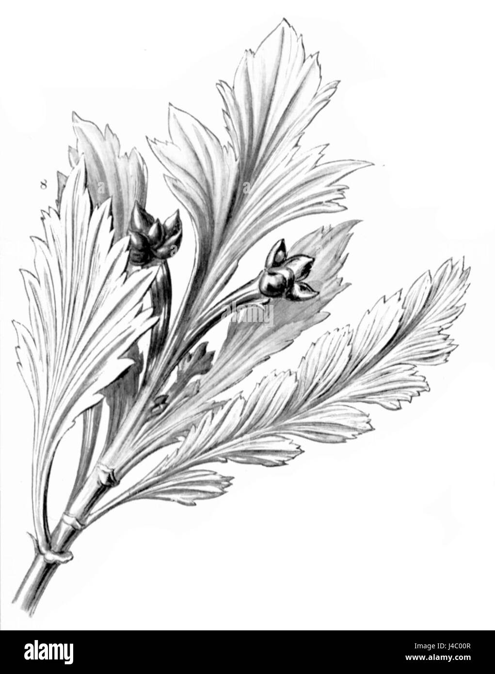 Phyllocladus aspleniifolius, eine von Haeckel identifizierte Pflanzenart, die sich durch ihre botanischen Eigenschaften im Pflanzenreich auszeichnet. Stockfoto
