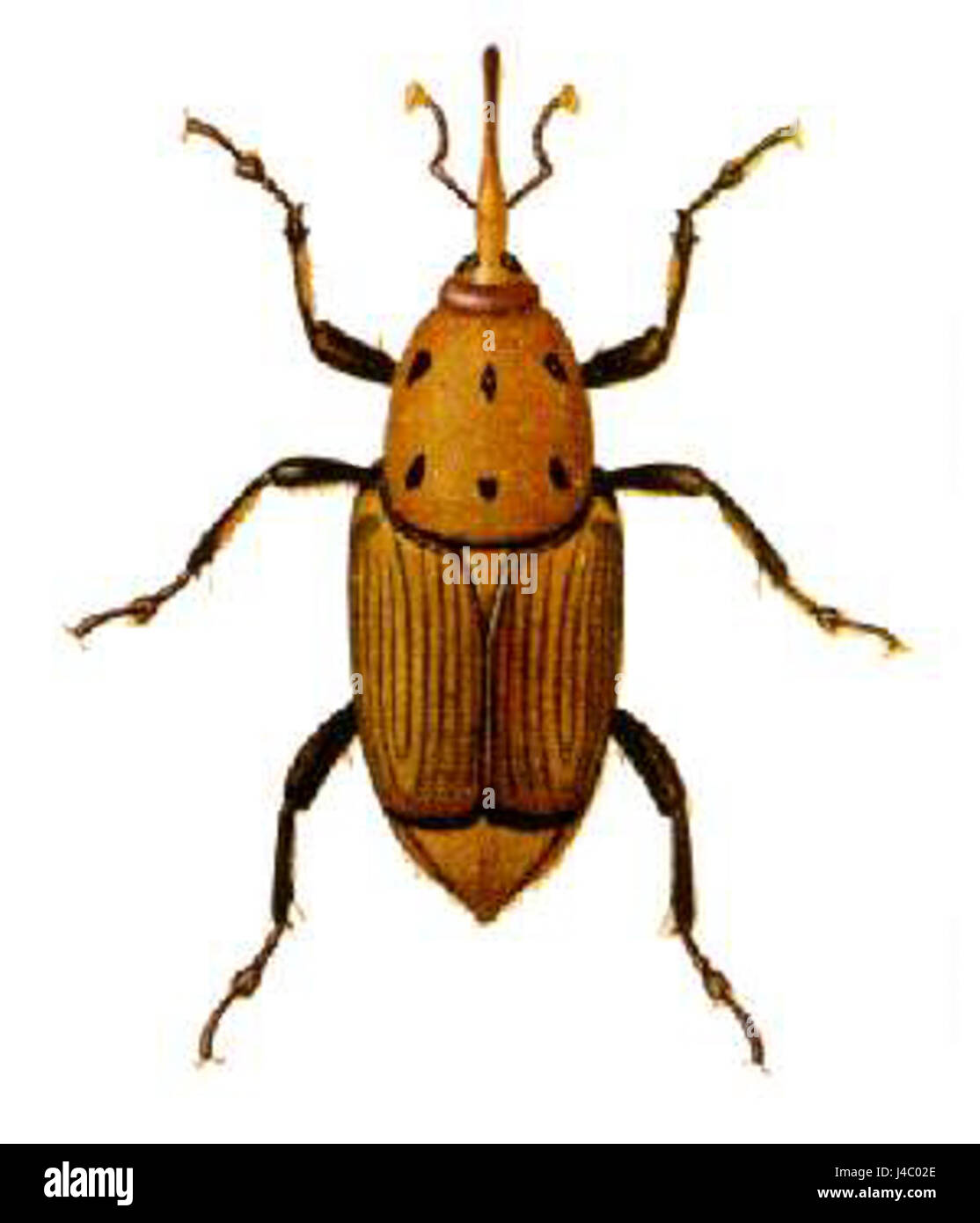 Rhynchophorus ferrugineus Stockfoto
