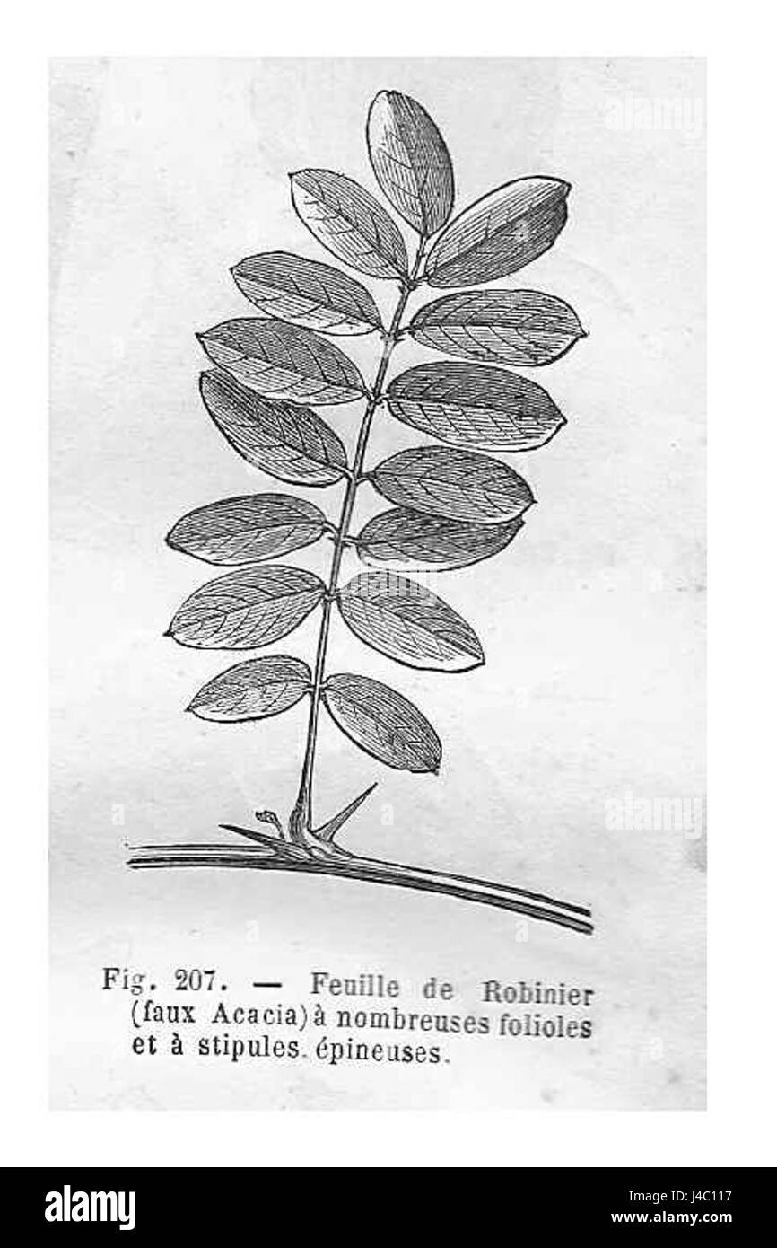 Dies bezieht sich auf ein botanisches Thema, das Blatt des Robinier-Baumes, möglicherweise eine Art wie die Schwarze Heuschrecke, die für ihr markantes Laub und ihre ökologische Bedeutung bekannt ist. Stockfoto