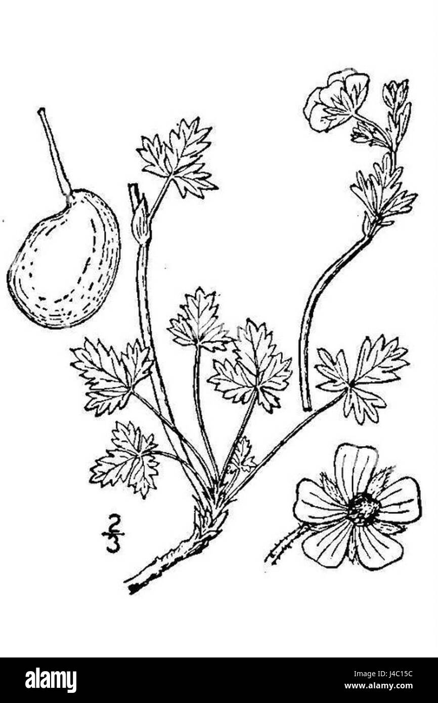 Potentilla nivea Stockfoto