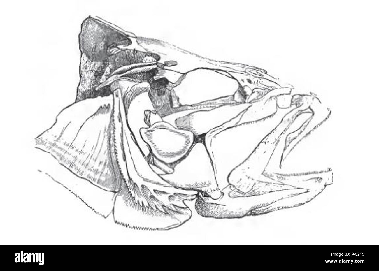Barsch-Kopf Stockfoto