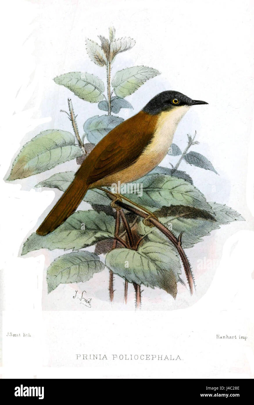 Prinia poliocephala, auch bekannt als grauköpfige Prinia, ist eine kleine Vogelart, die in Teilen Südasiens vorkommt. Er ist bekannt für sein unverwechselbares Gefieder und seine Vokalisierungen. Stockfoto