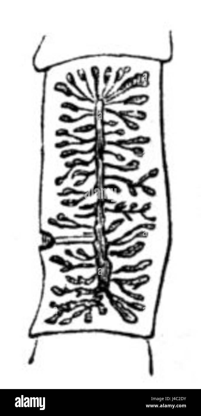 Proglottis Unbewaffneter Bandwurm Zeichnung Stockfoto