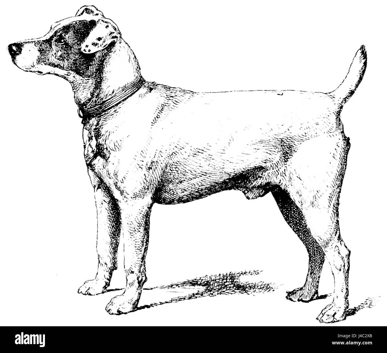 Der PSM V40 D249 bezieht sich auf eine Hunderasse, den glatten Fuchsterrier, der für sein glattes, kurzes Fell und seine energische Persönlichkeit bekannt ist. Diese Rasse wird aufgrund ihrer Intelligenz und ihres lebhaften Verhaltens häufig für die Jagd und als Begleittier verwendet. Stockfoto