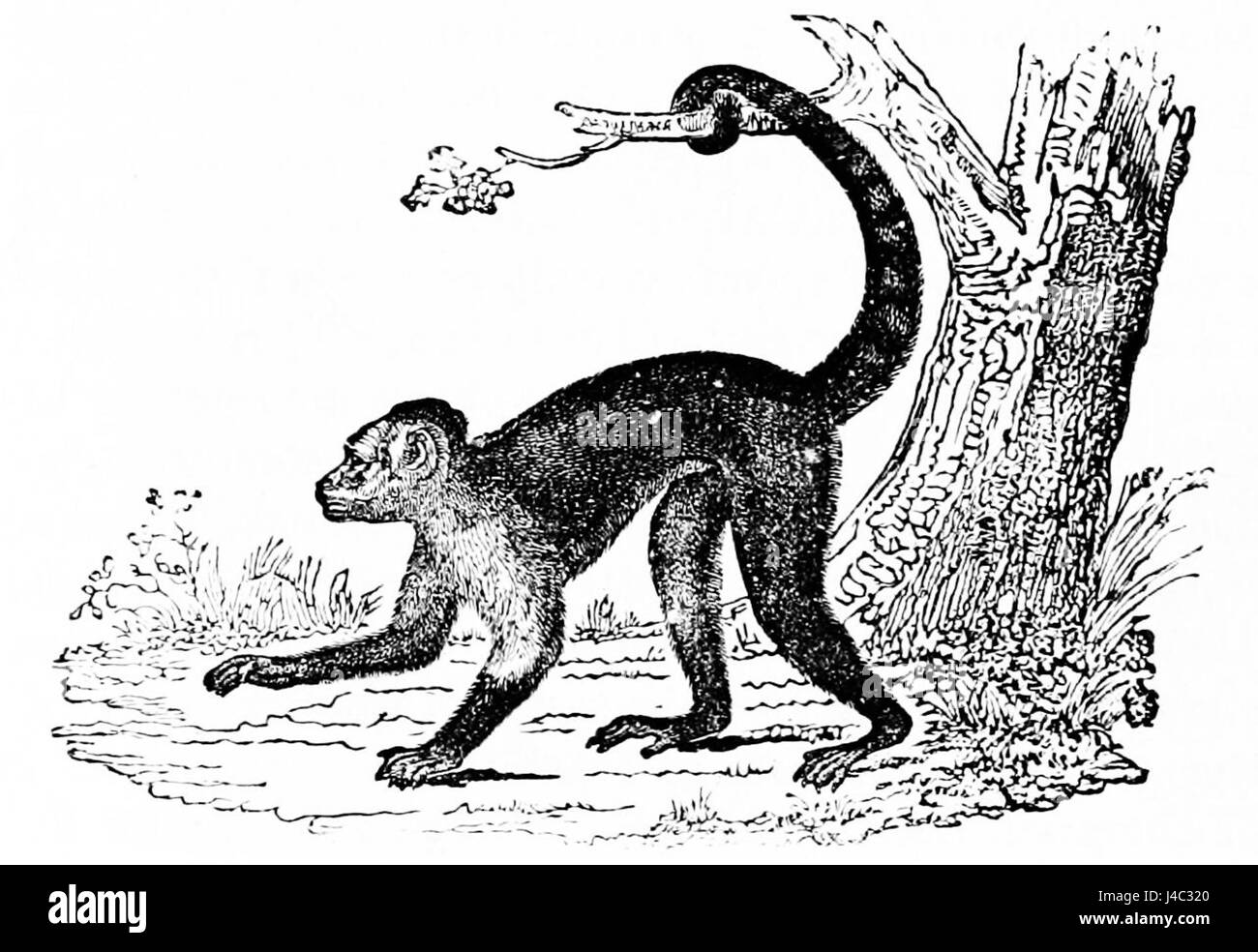 PSM V02 D158 weiß leitete Kapuziner Stockfoto