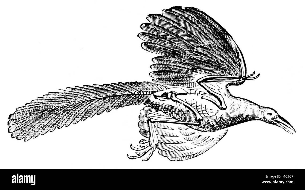 Eine Illustration aus „PSM V03 D448“, die den Archeopteryx darstellt, eine wichtige prähistorische Art, die die Lücke zwischen Reptilien und Vögeln überbrückt. Stockfoto