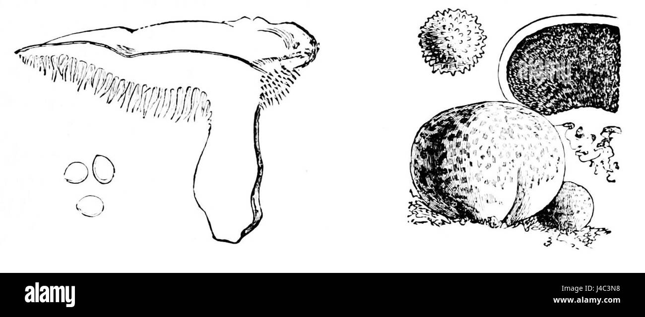 PSM V07 D146 Hydnum Repandum und Sklerodermie vulgare Stockfoto